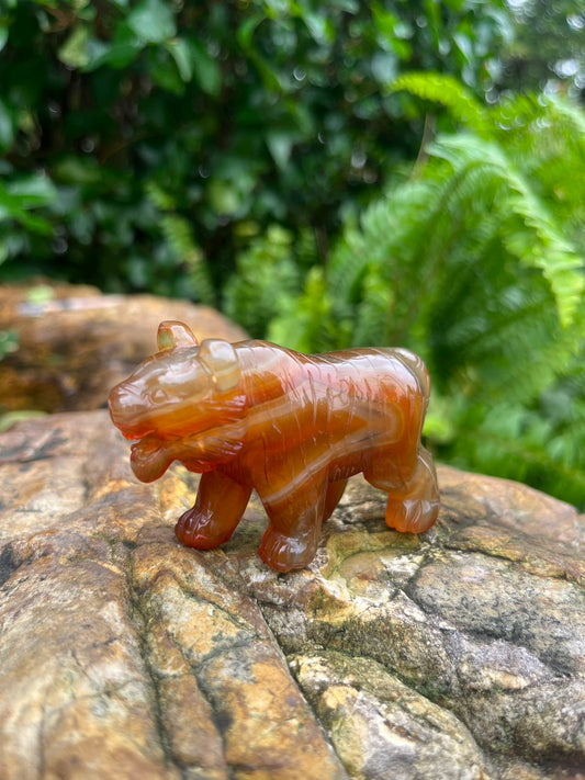 Carnelian Tiger
