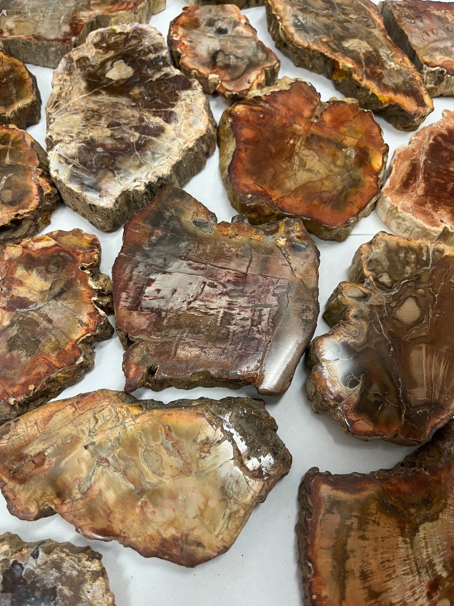 Petrified Wood Slab