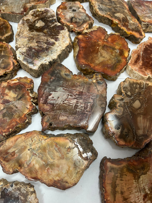 Petrified Wood Slab
