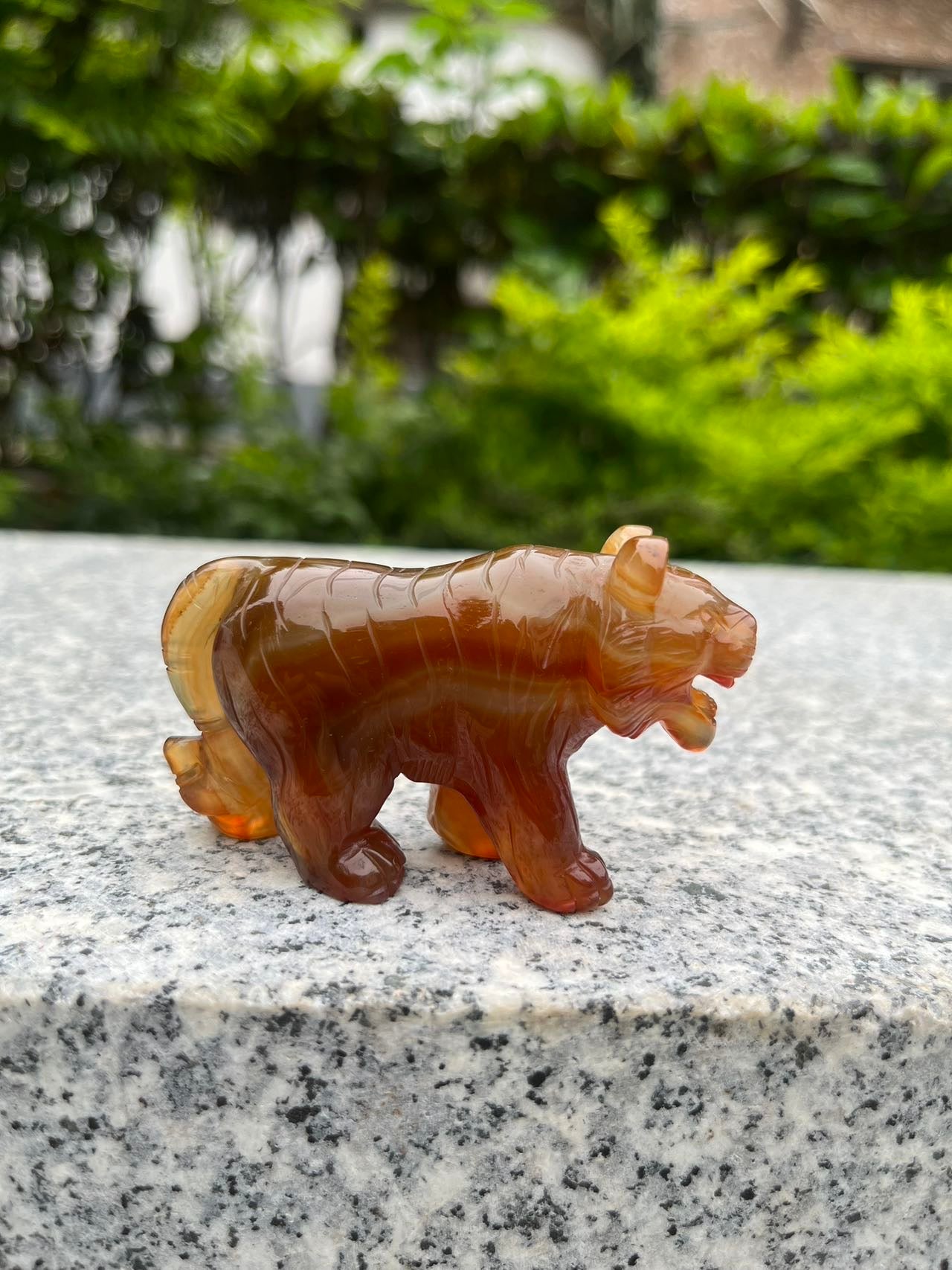 Carnelian Tiger