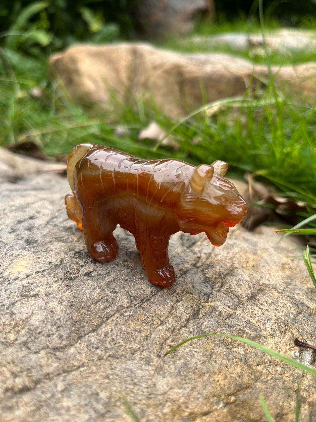 Carnelian Tiger
