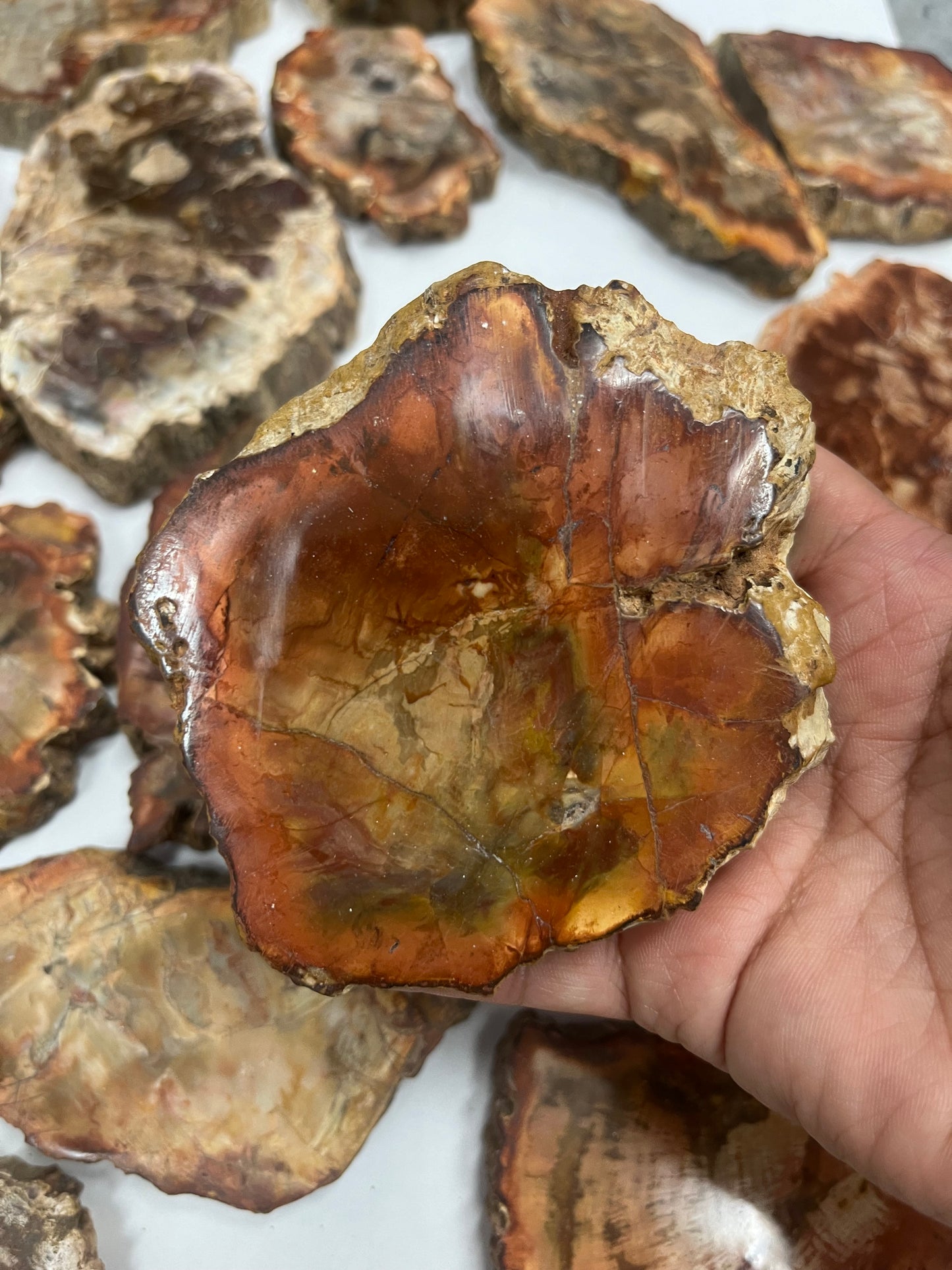 Petrified Wood Slab